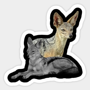 Jackal in Kenya / Africa Sticker